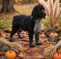 Toby, a male English Springer Spaniel and Poodle - Standard  for sale in Pekin, IL – 2 of 6