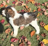 Pearl - microchip # 7194, a female English Springer Spaniel and Poodle - Standard  for sale in Pekin, IL – 2 of 8
