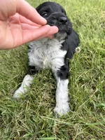 Toby, a male English Springer Spaniel and Poodle - Standard  for sale in Pekin, IL – 2 of 4