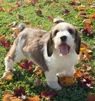 Marnie - microchip # 7182, a female English Springer Spaniel and Poodle - Standard  for sale in Pekin, IL – 5 of 7
