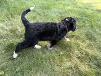 Juniper, a female Bernedoodle for sale in Pekin, IL – 9 of 10