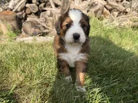 Opal, a female Bernedoodle for sale in Pekin, IL – 8 of 8
