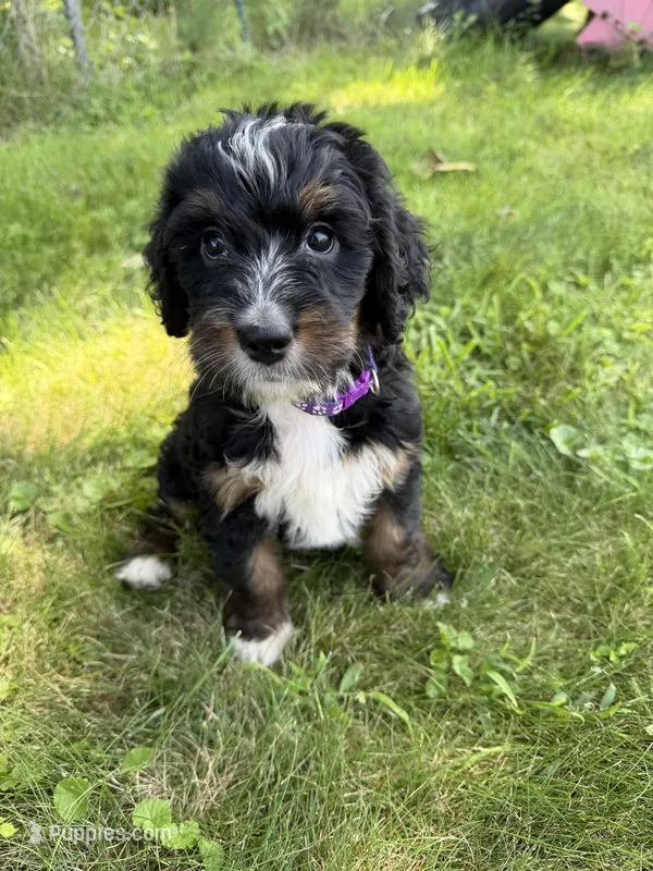 Tundra – Bernedoodle puppy for sale in Pekin, IL