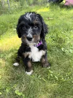 Tundra, a female Bernedoodle for sale in Pekin, IL – 1 of 6