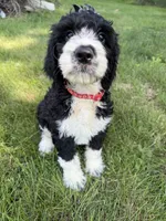 Briggs, a male English Springer Spaniel and Poodle - Standard  for sale in Pekin, IL – 2 of 8