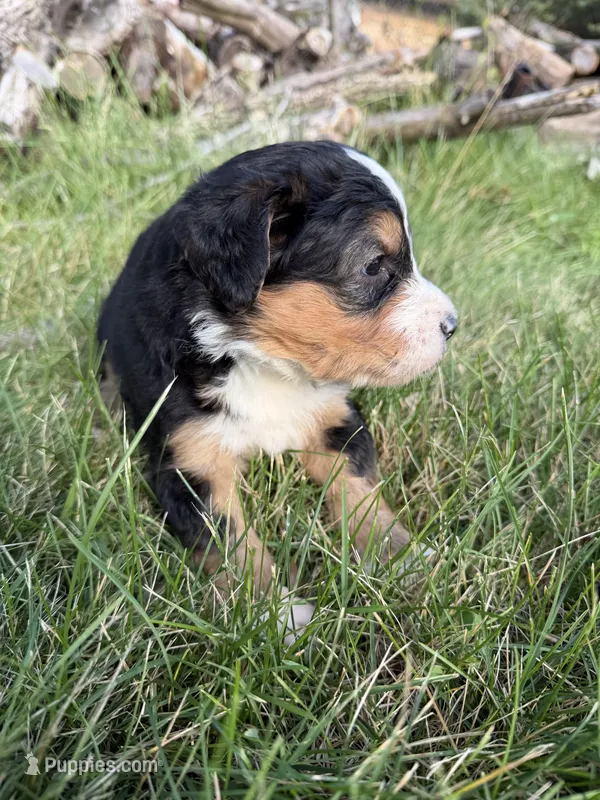 Sterling – Bernedoodle puppy for sale in Pekin, IL