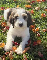 Marnie - microchip # 7182, a female English Springer Spaniel and Poodle - Standard  for sale in Pekin, IL – 3 of 7