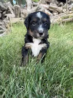Tundra, a female Bernedoodle for sale in Pekin, IL – 2 of 7