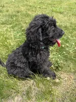 Nova, a female Goldendoodle for sale in Pekin, IL – 2 of 6