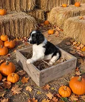 Remington, a male Springer Doodle for sale in Pekin, IL – 3 of 6