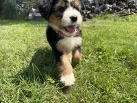 Sterling, a female Bernedoodle for sale in Pekin, IL – 4 of 8