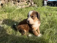 Opal, a female Bernedoodle for sale in Pekin, IL – 6 of 8