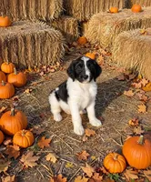 Remington, a male Springer Doodle for sale in Pekin, IL – 4 of 6
