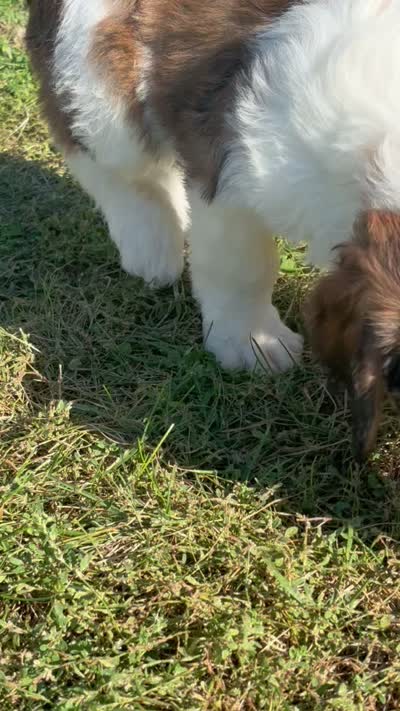Marnie - microchip # 7182, a female English Springer Spaniel and Poodle - Standard  for sale in Pekin, IL – 7 of 7