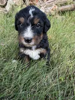 Summit, a male Bernedoodle for sale in Pekin, IL – 2 of 8