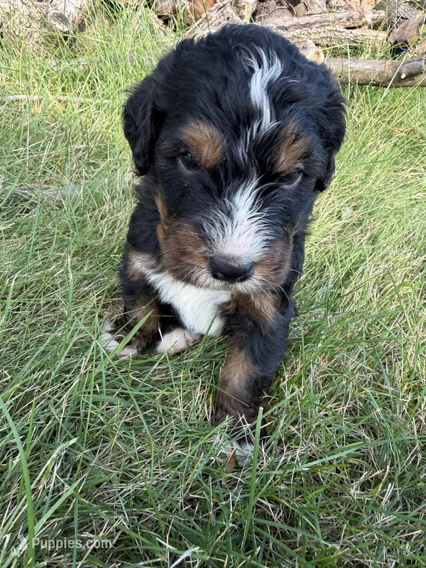 Summit – Bernedoodle puppy for sale in Pekin, IL