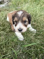 Zoey, a female English Springer Spaniel and Poodle - Standard  for sale in Pekin, IL – 10 of 10