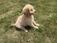 Sunny, a female Goldendoodle for sale in Pekin, IL – 2 of 10