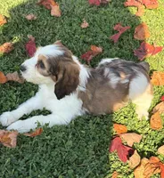 Marnie - microchip # 7182, a female English Springer Spaniel and Poodle - Standard  for sale in Pekin, IL – 4 of 7