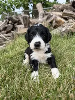 Briggs, a male English Springer Spaniel and Poodle - Standard  for sale in Pekin, IL – 5 of 6