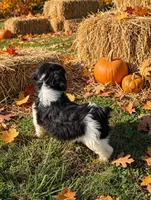 Bristol, a female Springer Doodle for sale in Pekin, IL – 5 of 5