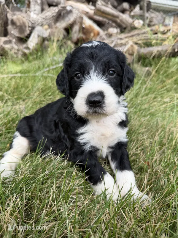 Briggs – English Springer Spaniel, Poodle - Standard  puppy for sale in Pekin, IL