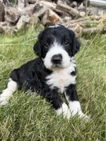Briggs, a male English Springer Spaniel and Poodle - Standard  for sale in Pekin, IL – 1 of 6
