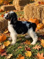 Ruby, a female Springer Doodle for sale in Pekin, IL – 2 of 4