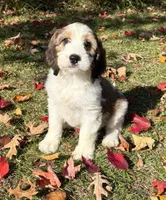 Marnie - microchip # 7182, a female English Springer Spaniel and Poodle - Standard  for sale in Pekin, IL – 1 of 7
