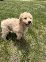 Sunny, a female Goldendoodle for sale in Pekin, IL – 4 of 10