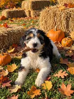 Bristol, a female Springer Doodle for sale in Pekin, IL – 2 of 5