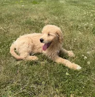 Sunny, a female Goldendoodle for sale in Pekin, IL – 6 of 10