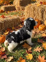 Ruby, a female Springer Doodle for sale in Pekin, IL – 4 of 4