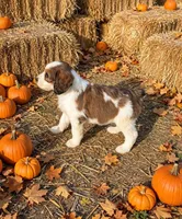 Marnie, a female English Springer Spaniel and Poodle - Standard  for sale in Pekin, IL – 2 of 6