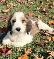 Marnie - microchip # 7182, a female English Springer Spaniel and Poodle - Standard  for sale in Pekin, IL – 2 of 7