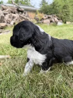 Beau, a male English Springer Spaniel and Poodle - Standard  for sale in Pekin, IL – 10 of 10