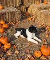 Remington, a male Springer Doodle for sale in Pekin, IL – 6 of 6
