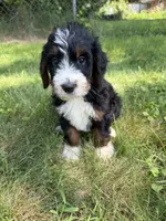 Juniper, a female Bernedoodle for sale in Pekin, IL – 6 of 10
