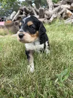 Hank, a male English Springer Spaniel and Poodle - Standard  for sale in Pekin, IL – 9 of 10