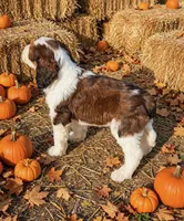 Presley, a female Springer Doodle for sale in Pekin, IL – 2 of 6