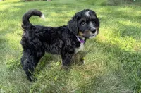 Tundra, a female Bernedoodle for sale in Pekin, IL – 4 of 6