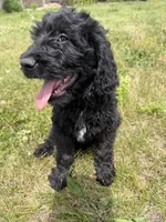 Kodiak, a male Goldendoodle for sale in Pekin, IL – 3 of 8