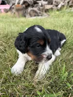 Stella, a female English Springer Spaniel and Poodle - Standard  for sale in Pekin, IL – 2 of 4