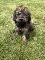 Meadow , a female Goldendoodle for sale in Pekin, IL – 2 of 7