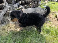 Sterling, a female Bernedoodle for sale in Pekin, IL – 3 of 8
