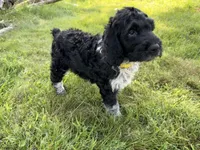 Toby, a male English Springer Spaniel and Poodle - Standard  for sale in Pekin, IL – 4 of 10