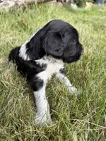 Beau, a male English Springer Spaniel and Poodle - Standard  for sale in Pekin, IL – 7 of 10