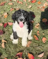 Weston- micro chip #7177, a male English Springer Spaniel and Poodle - Standard  for sale in Pekin, IL – 3 of 5