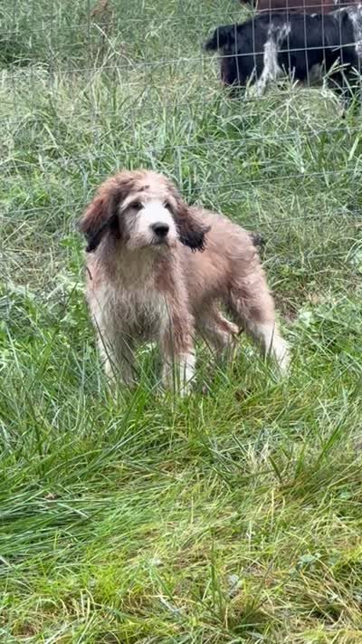 Beau, a male English Springer Spaniel and Poodle - Standard  for sale in Pekin, IL – 6 of 6