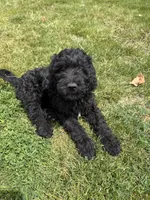 Kodiak, a male Goldendoodle for sale in Pekin, IL – 5 of 8